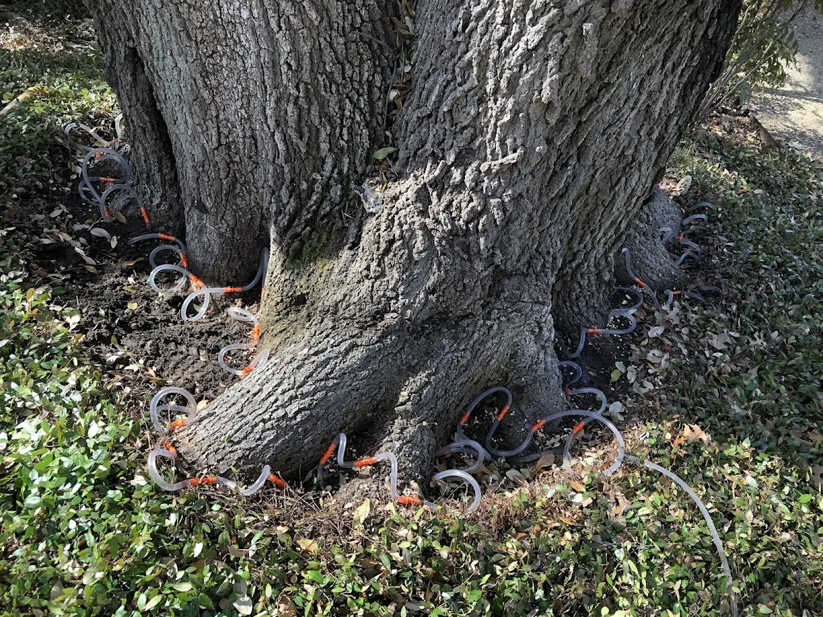Detailed Tree Cabling and Bracing job site in Woonsocket