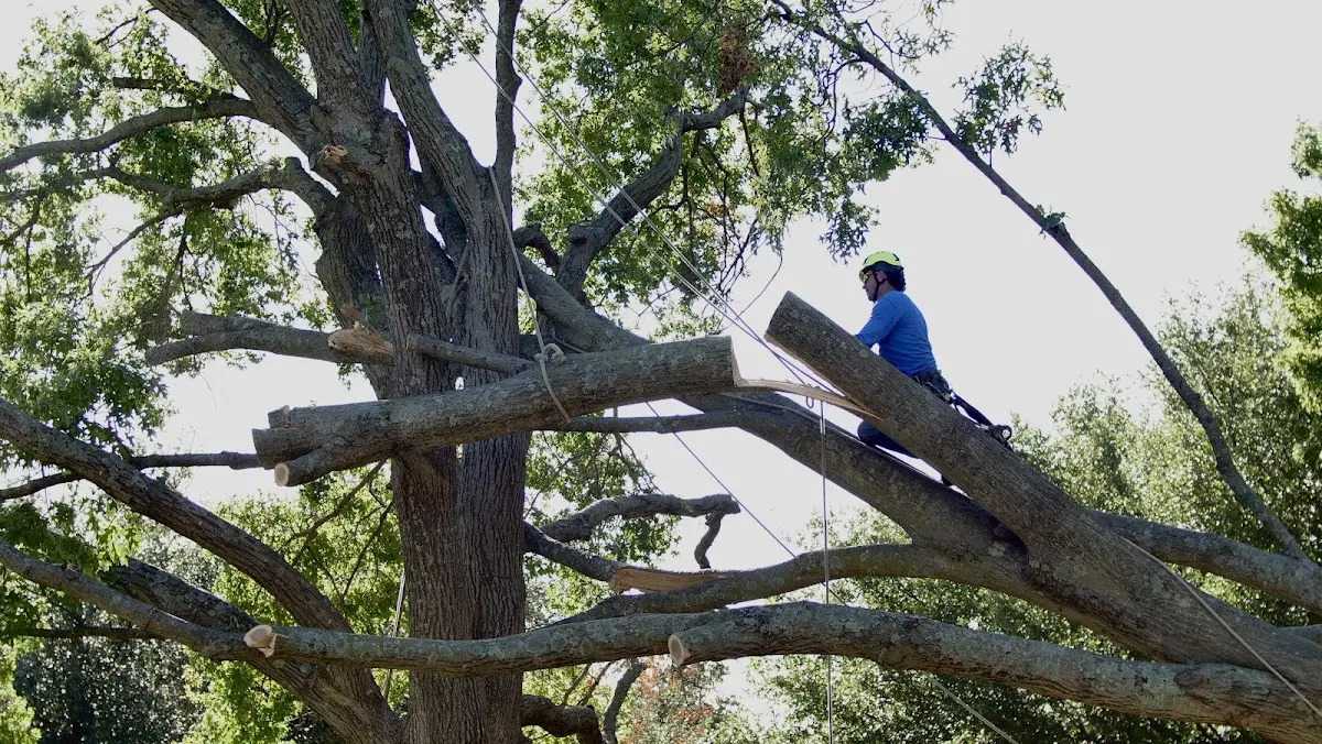 Professional Crown Thinning performed by certified arborists in Woonsocket
